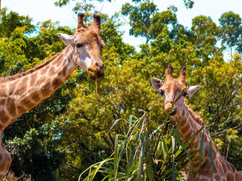 Ingresso Beto Carrero World