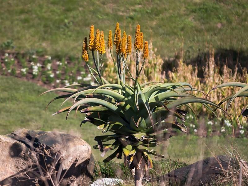 Ingresso Mátria Parque de Flores