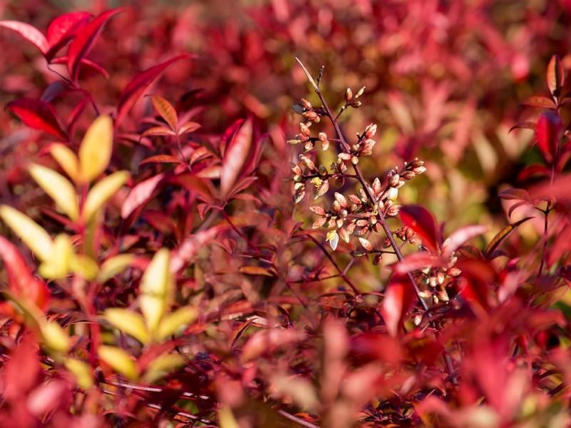 Ingresso Mátria Parque de Flores