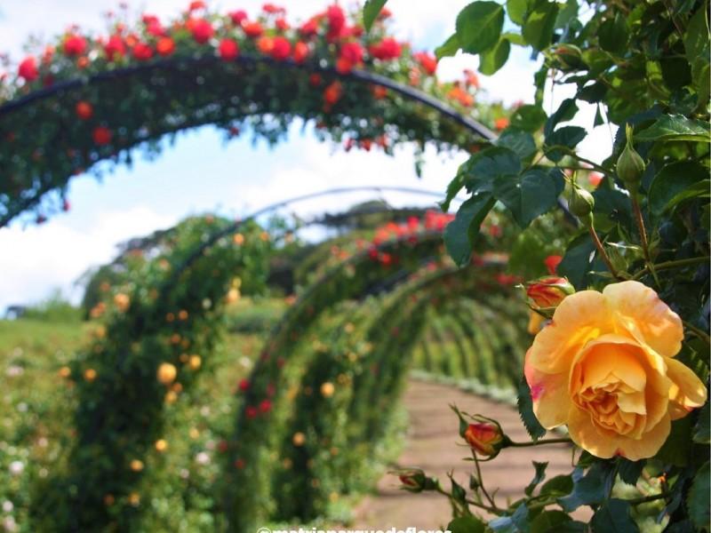 Ingresso Mátria Parque de Flores - São Francisco