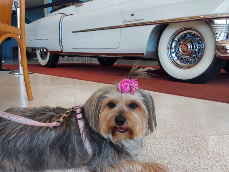 Ingresso Museu do Automóvel Canela