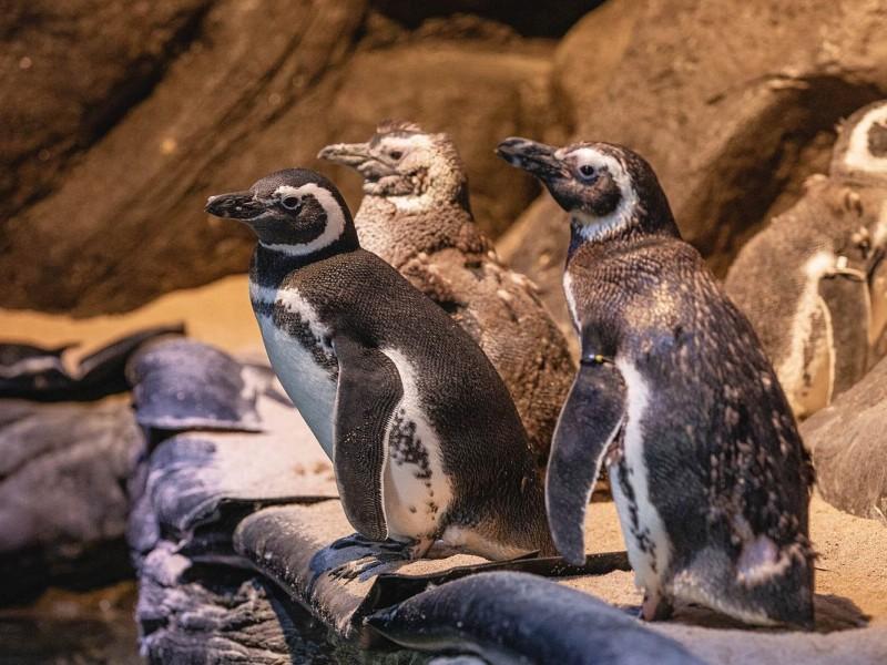 Ingresso Oceanic Aquarium