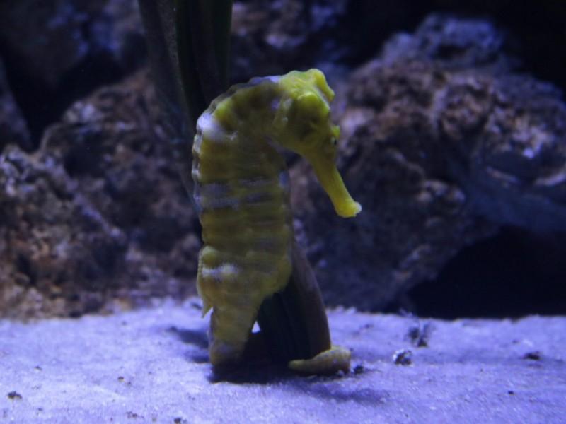 Ingresso Oceanic Aquarium