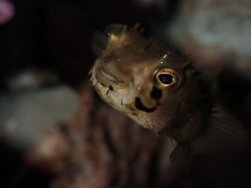 Ingresso Oceanic Aquarium