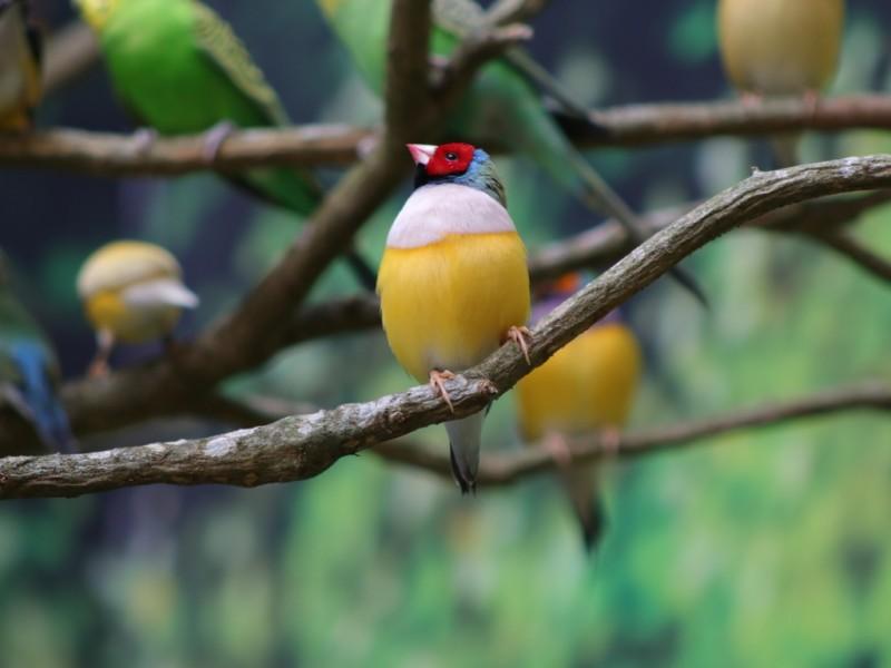 Ingresso Oceanic Aquarium