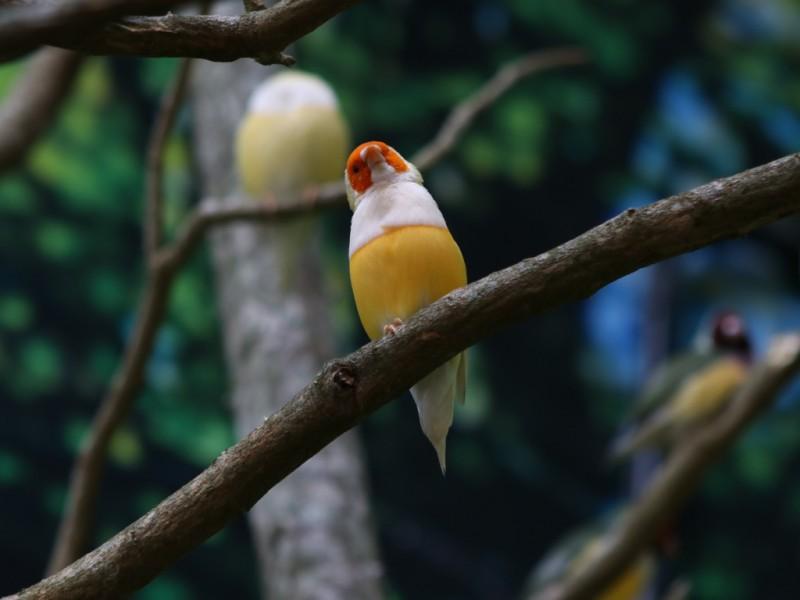 Ingresso Oceanic Aquarium