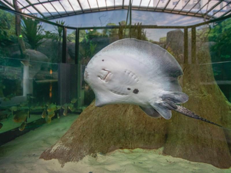 Ingresso Oceanic Aquarium