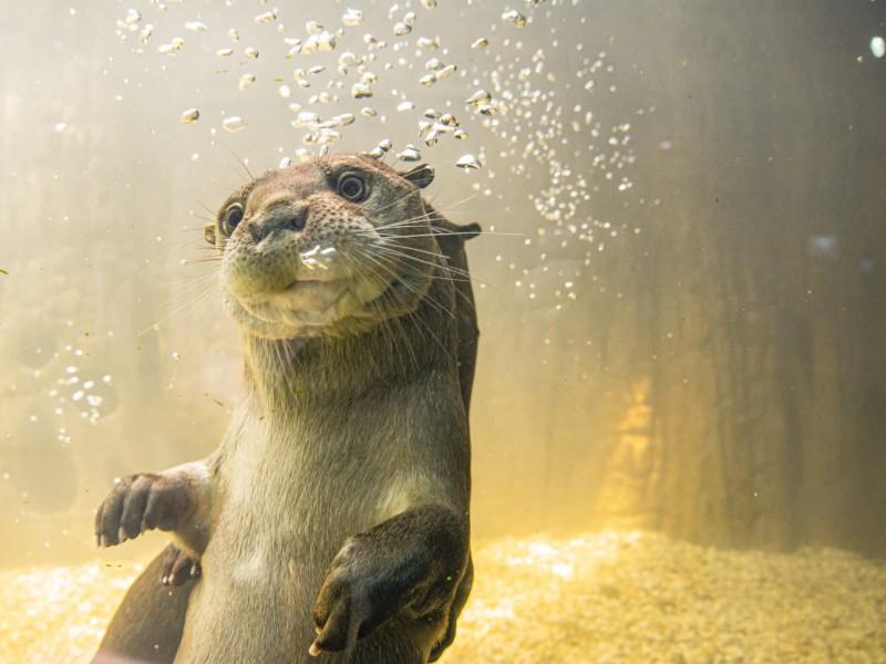 Ingresso Oceanic Aquarium