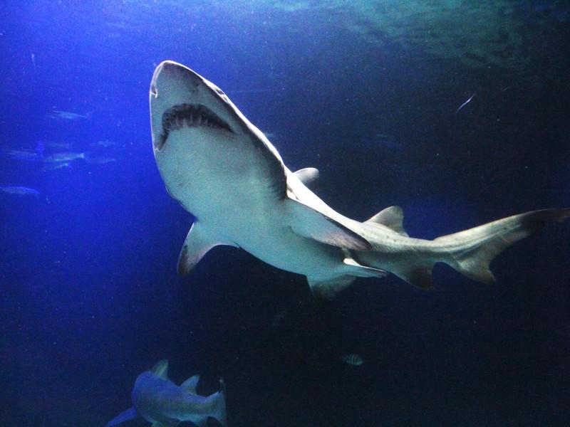 Ingresso Oceanic Aquarium