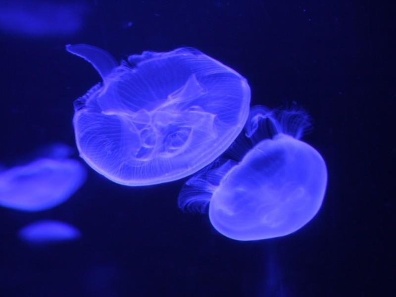 Ingresso Oceanic Aquarium