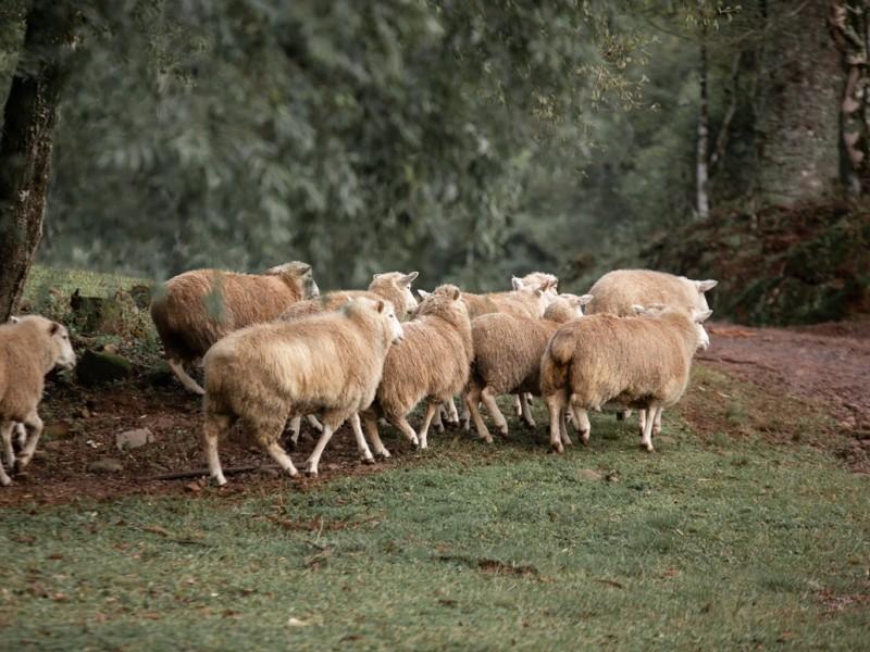 Ingresso Parque Olivas de Gramado