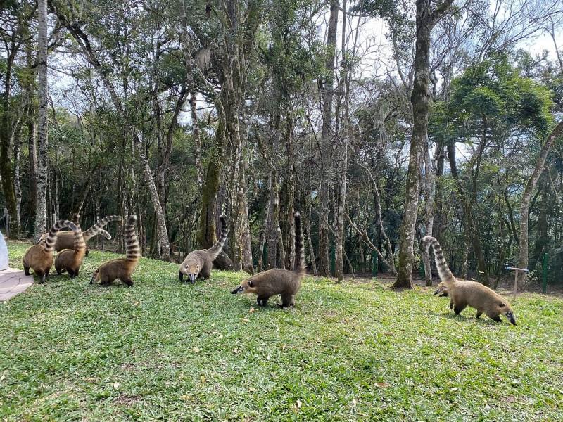 Ingresso Skyglass Canela - Vale da Ferradura