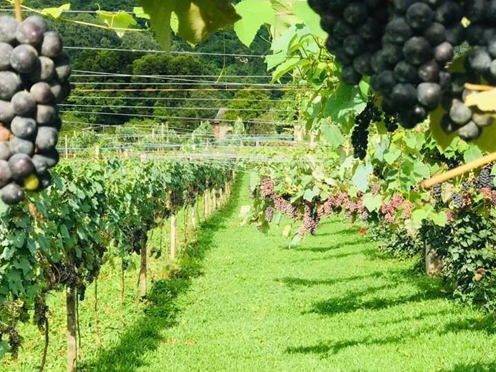 Ingresso Vitivinícola Jolimont Com Degustação e Taça