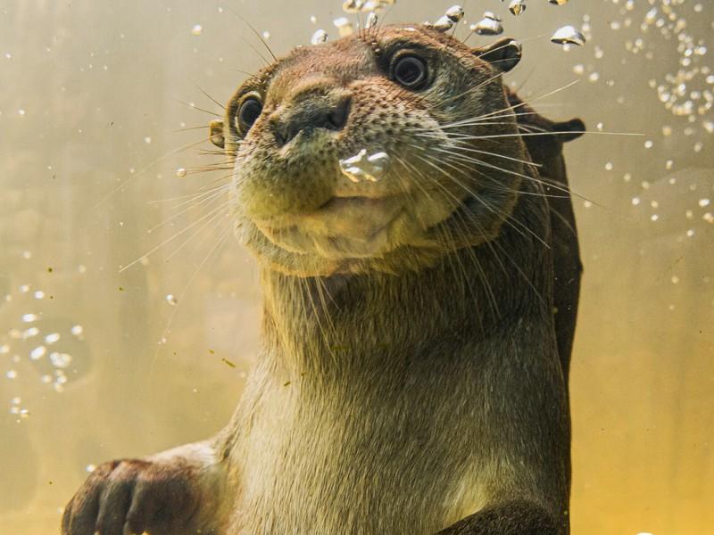 Passaporte Vip da Diversão - 4 Atrações Imperdíveis