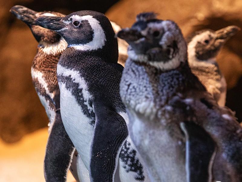 Passaporte Vip da Diversão - 4 Atrações Imperdíveis