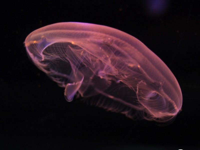 Passaporte Vip da Diversão - 4 Atrações Imperdíveis