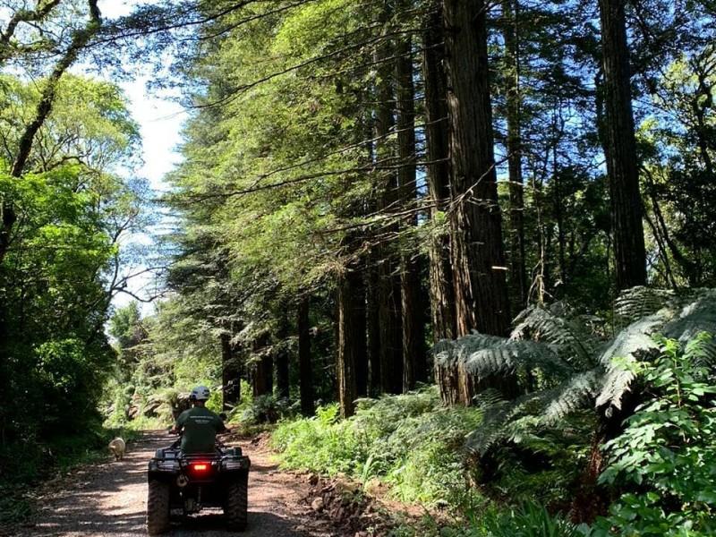 Passeio de Quadriciclo nos Morros Pelado e Dedão
